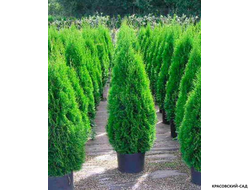 Туя Смарагд - Smaragd