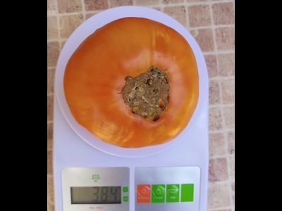 Томат Шелленберга Любимые (Schellenberg’s Favorite)