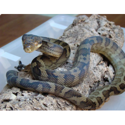 Аметистовый питон Хальмахера (Morelia tracyae)