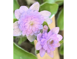 Hepatica nobillis Gotland forma 215