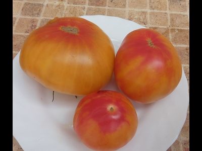 Томат Русалка (Mermaid) США