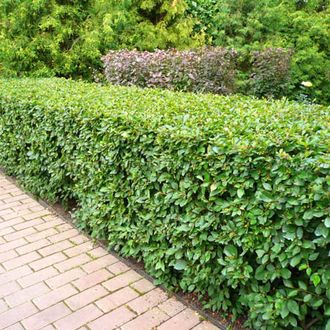 Кизильник блестящий (Cotoneaster lucidus)(60-80/3л)
