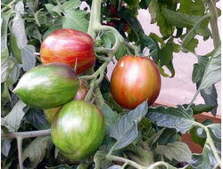 Семена томата Гаргамель от интернет-магазина УралТомат