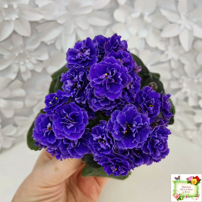 Blue Scoundrel (P.Sorano/LLG) 04/09/2012