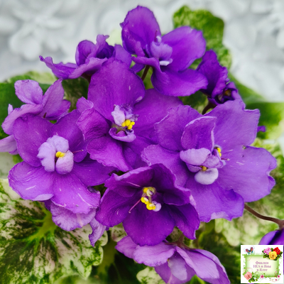 АВ-Корзиночка с Ежевикой (Фиалковод) 2021 г. (гёрл-листья с кроновой пестролистностью)