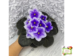 Dn-Огни Бродвея (Д. Денисенко) 2020 г.