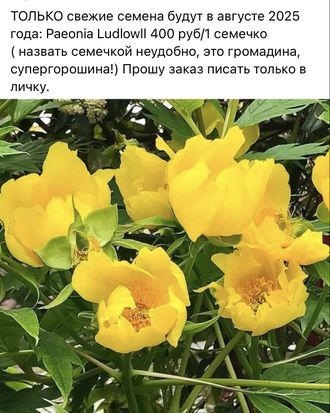 Paeonia Ludowii
