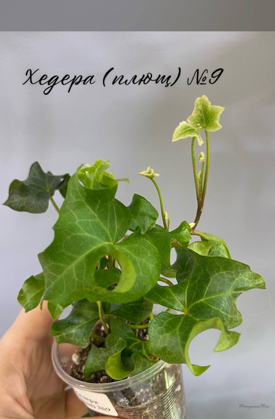 Хедера
