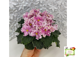 НД-Ливадия (Н. Данилова-Суворова) 2020 г.