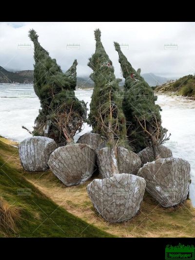 Площадка для комовоза &quot;ТАНК&quot; V800  для перевозки растений