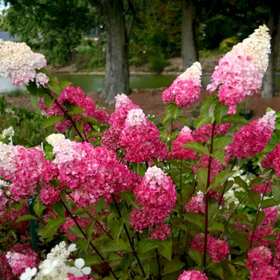 Гортензия метельчатая Fraise Melba