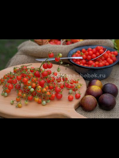 Томат ампельный Сотни и тысячи (100 и 1000), 10 шт.