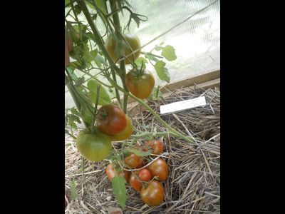 Томат Заржавевшее сердце Эверета (Everett's Rusty Oxheart)