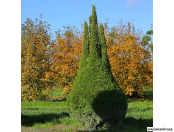 Туя Смаргад Грин Арт