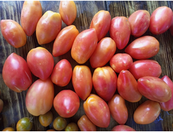 Томат Гном Затонувший персик (Dwarf Sunkissed Peach), США, Австралия