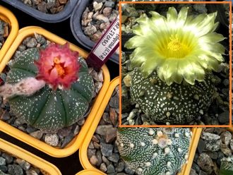 Astrophytum CAPAS F2 Х A.cv.Super Kabuto Х A.asterias hybr. - 5 семян