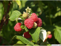 Малина Вольница