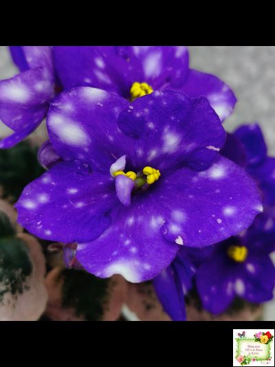 Rivermist Heavenly (J. Baker) (10985) NEW 05/21/2018