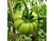 Семена томата Красный бордюр