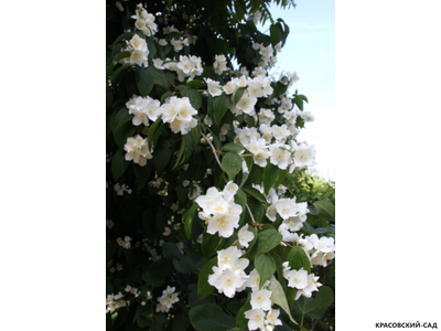 Чубушник гибридный Virginal