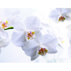 ШМП006 Панель FM16. Размер: 2800х610х6.