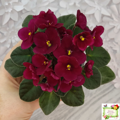 Jolly Mars (H.Pittman), #9718 (01/15/2007)