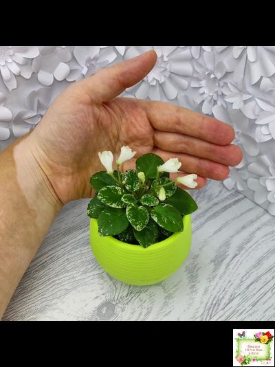 Н-Каламбур (Н. Бердикова) 2016 трейлер