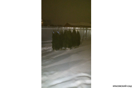 Туя Смарагд вид зимой на участке - Красовский-Сад.рф