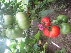 Сорт "Шапка Мономаха" Очень вкусные, крупные плоды. 