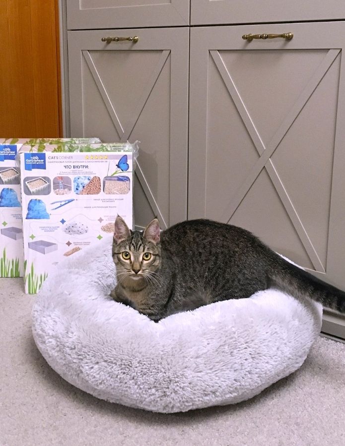 Призы в конкурсе "Cat'scorner Кошачий уголок" на самое смешное фото