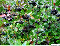 Арония черноплодная - Arónia melanocárpa