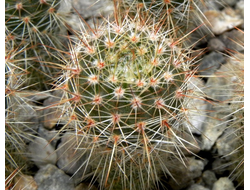 Notocactus roseoluteus BSCH 1891 (D=15mm, H=40mm)