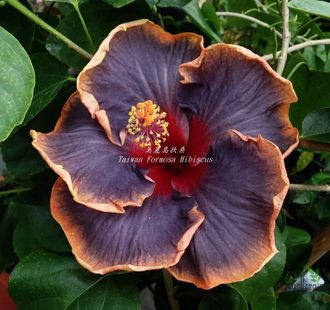 Гибискус Taiwan Unicorn