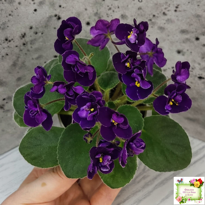 Mac's Piqued Pixie (G. McDonald) 2011 г. (лист посажен 25.01.26)