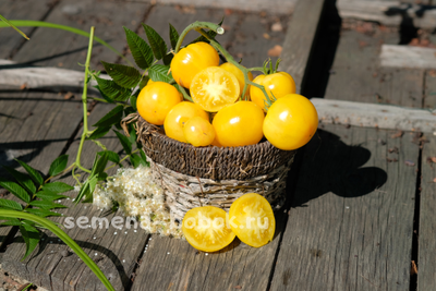 Томат Candy Stripe (Леденец полосатый), 10 шт.