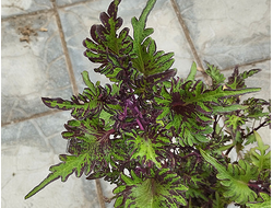 колеус Lime Shrimp