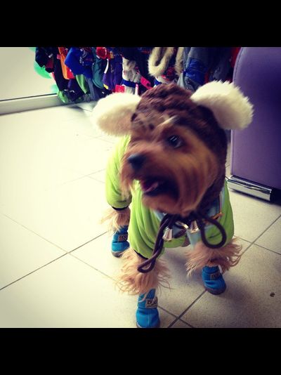 Ботинки для собаки DOG голубые