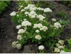 Спирея Альбифлора - Albiflora