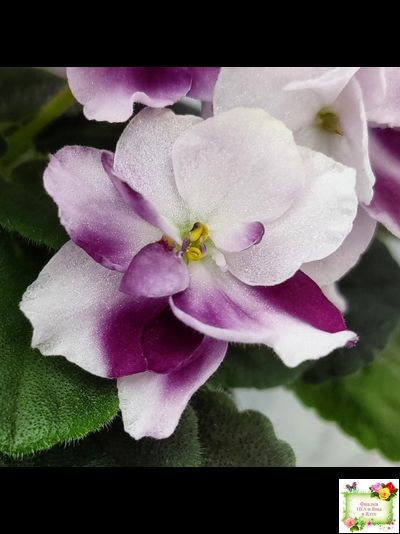 Mac's Southern Springtime (G.McDonald) (лист посажен 29.01.26)