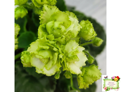 Irish Flirt (S.Sorano) (Айриш Флирт) 11/07/91