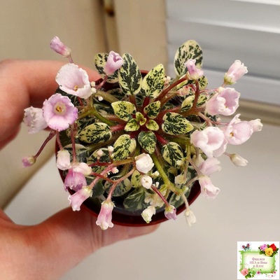 Precious Pixie (S.Sorano)