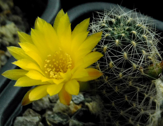 Sulcorebutia vargasii VS 961 - 5 семян