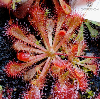 Drosera Spatulata var. Lovellae