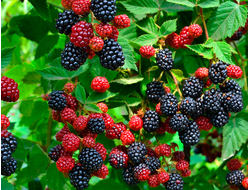 плодовые растения