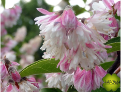 ДЕЙЦИЯ ШЕРШАВАЯ "РОЗЕА ПЛЕНА" (саженец 1 м)