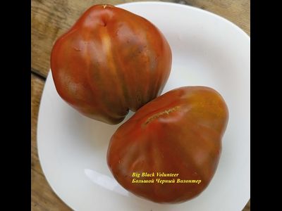 Томат Большой черный волонтер (Big Black Volunteer)