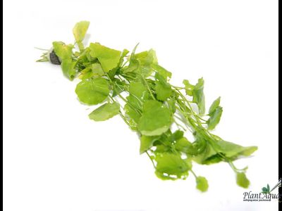 Кардамин (пучок)