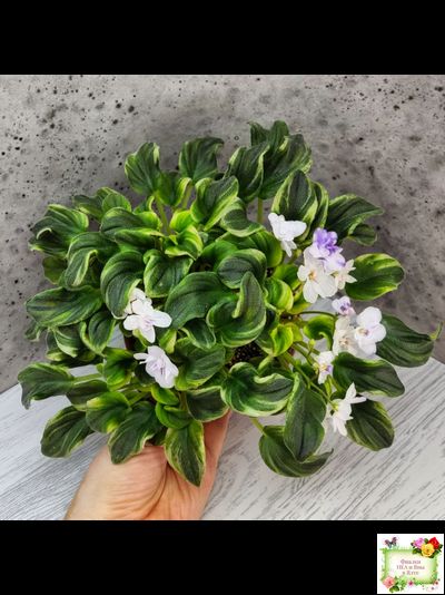 LV-Яночка (Л. Шевелева) 2023 г. трейлер (клакамас с кроновой пестролистностью)