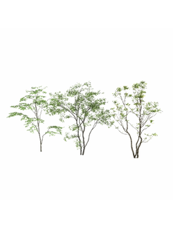 лиственные Деревья Trees