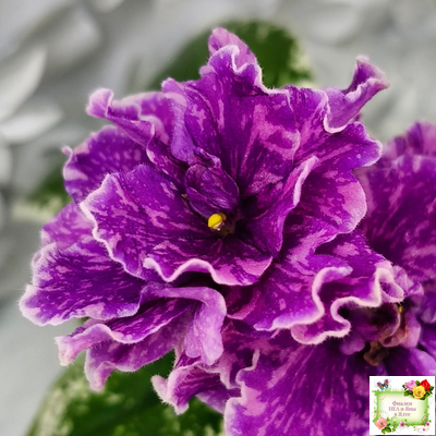 SV-Космические Ежи (С. Суворова) 2021 г.